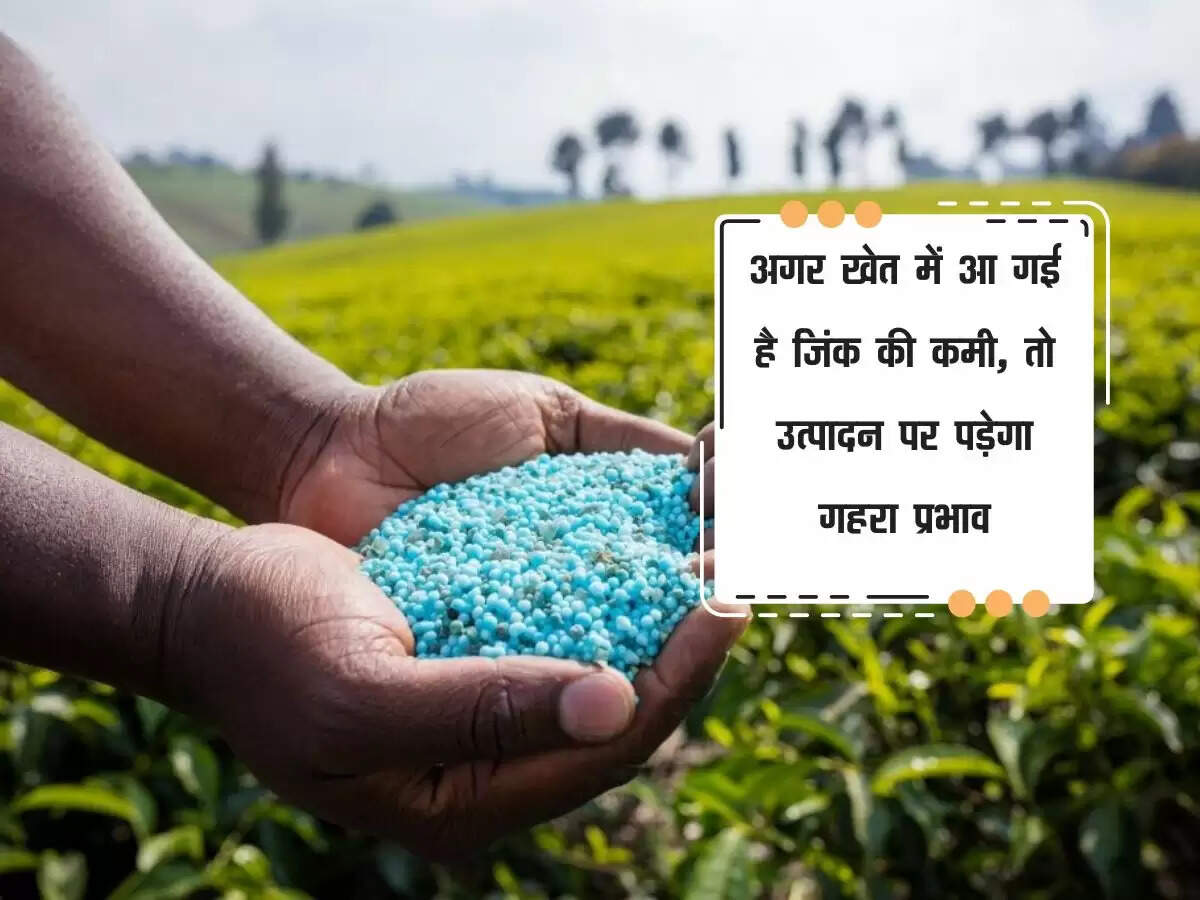 अगर खेत में आ गई है जिंक की कमी, तो उत्पादन पर पड़ेगा गहरा प्रभाव
