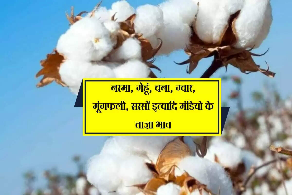 Mandi bhav 15 May 2025: नरमा, गेहूं, चना, ग्वार, मूंगफली, सरसों इत्यादि मंडियो के ताज़ा भाव