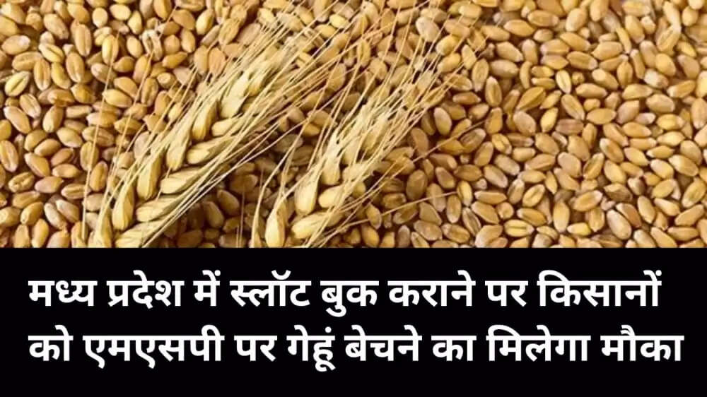 wheat