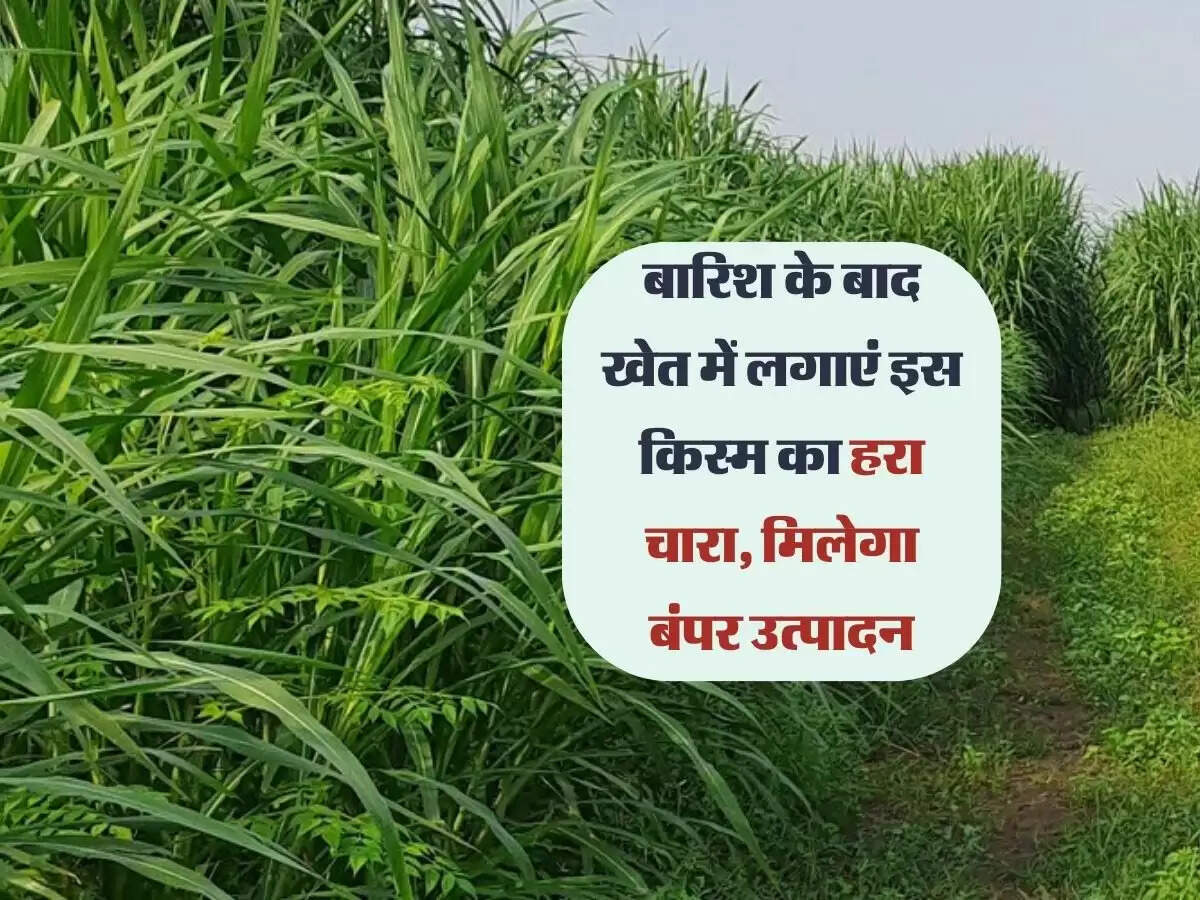 Business Idea : बारिश के बाद खेत में लगाएं इस किस्म का हरा चारा, मिलेगा बंपर उत्पादन