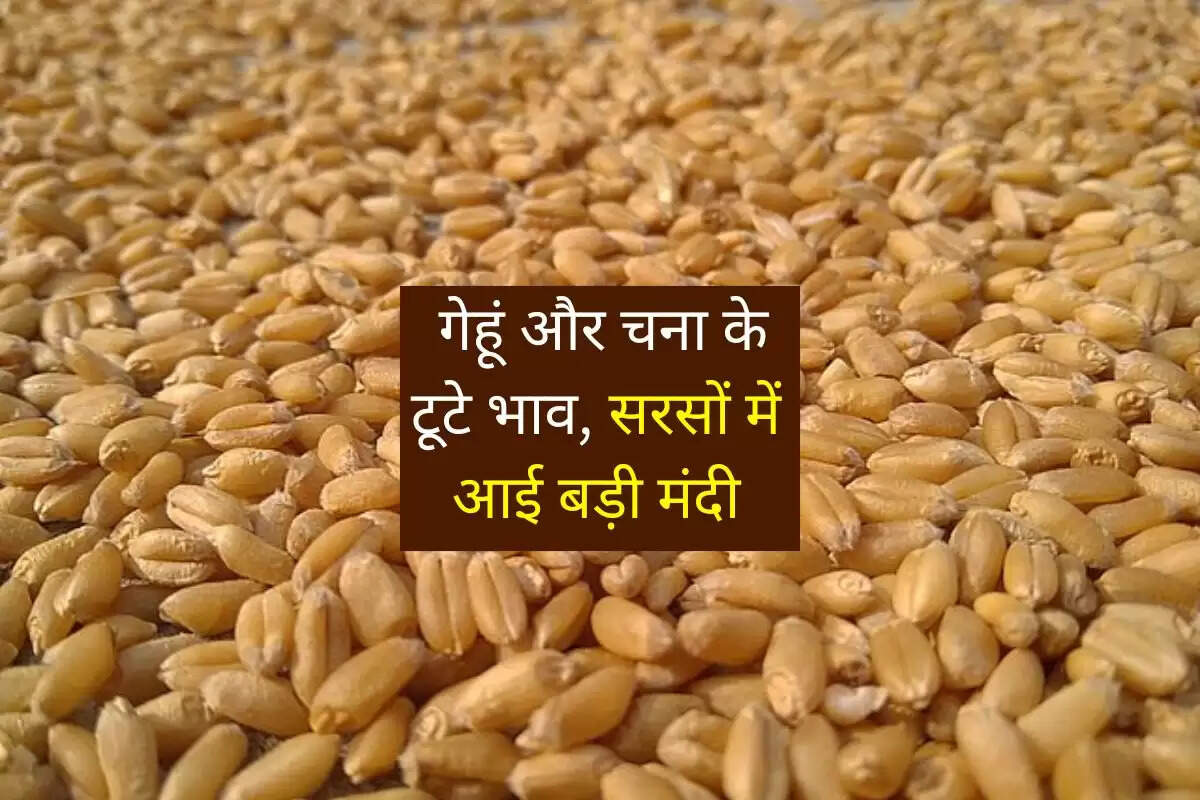 Kota Mandi Bhav 05 August 2025: गेहूं और चना के टूटे भाव, सरसों में आई बड़ी मंदी