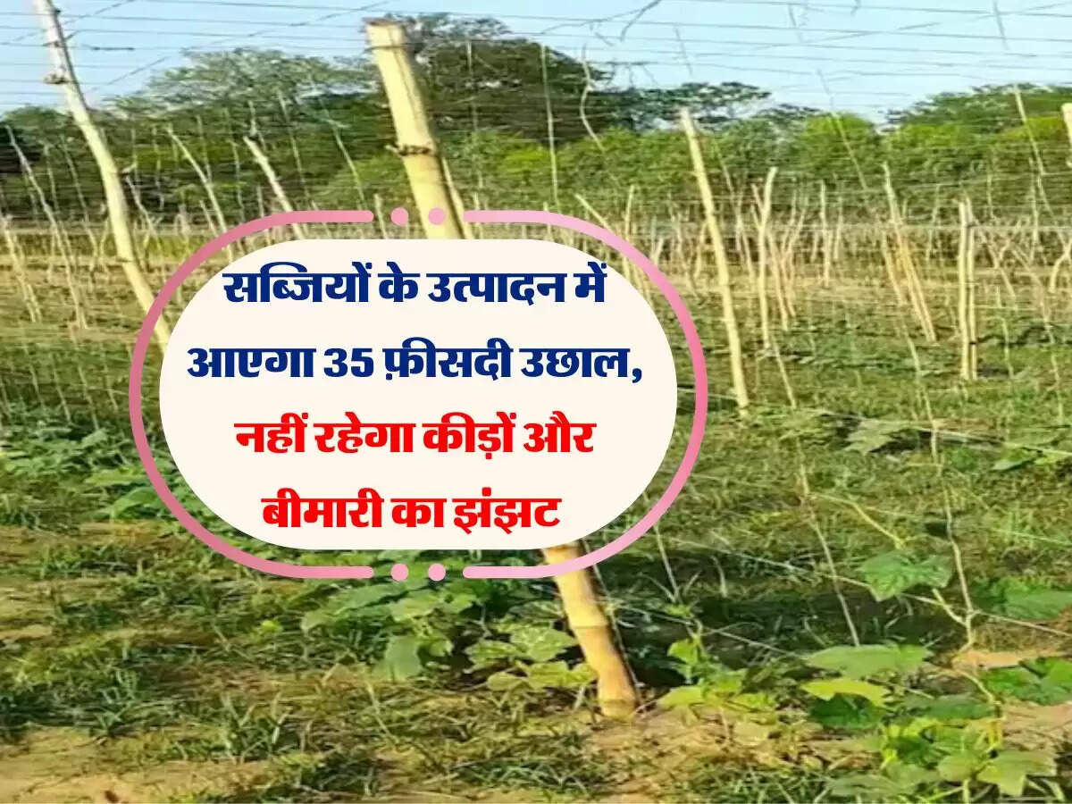 सब्जियों के उत्पादन में आएगा 35 फ़ीसदी उछाल, नहीं रहेगा कीड़ों और बीमारी का झंझट