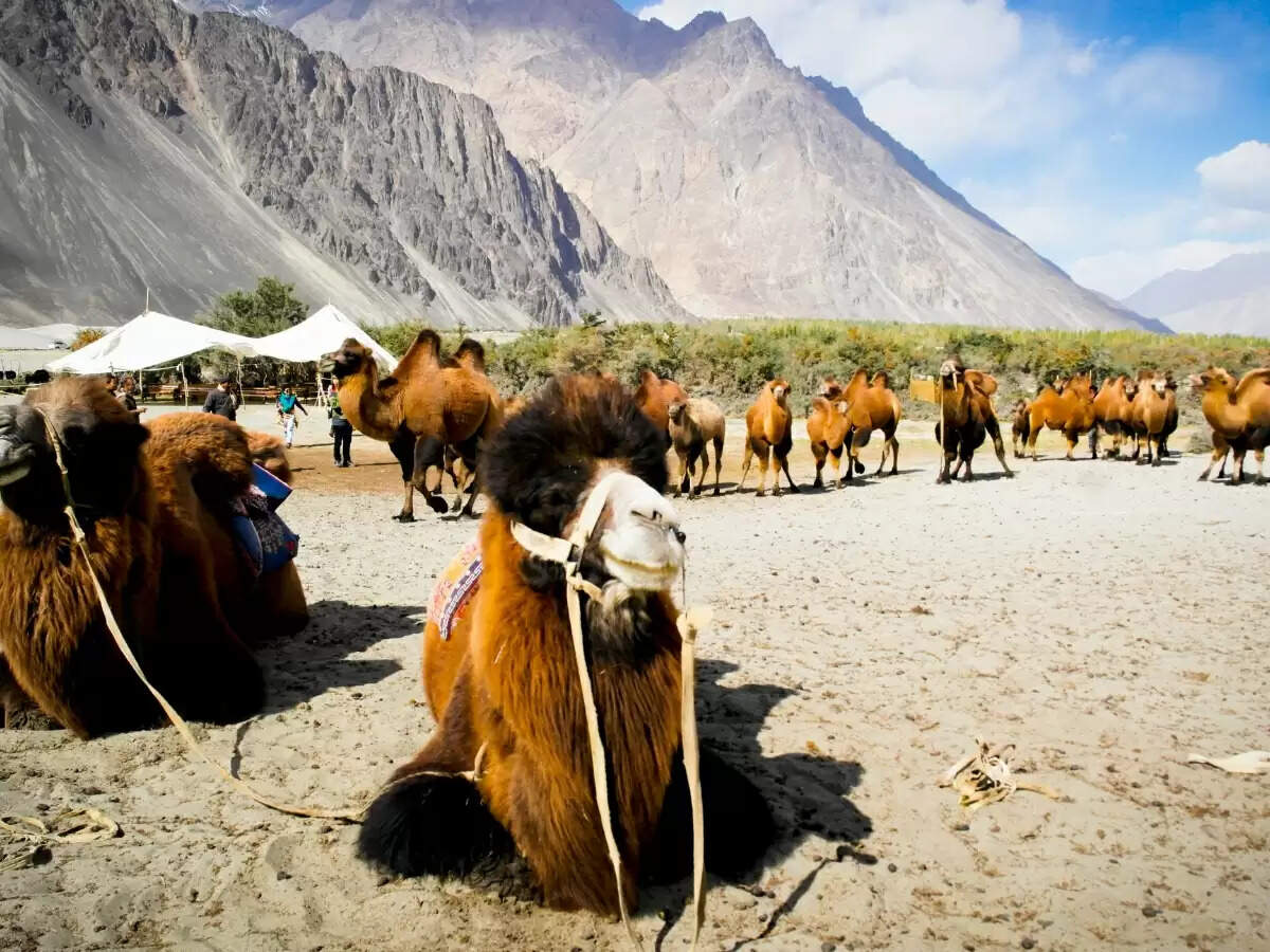 Nubra Valley