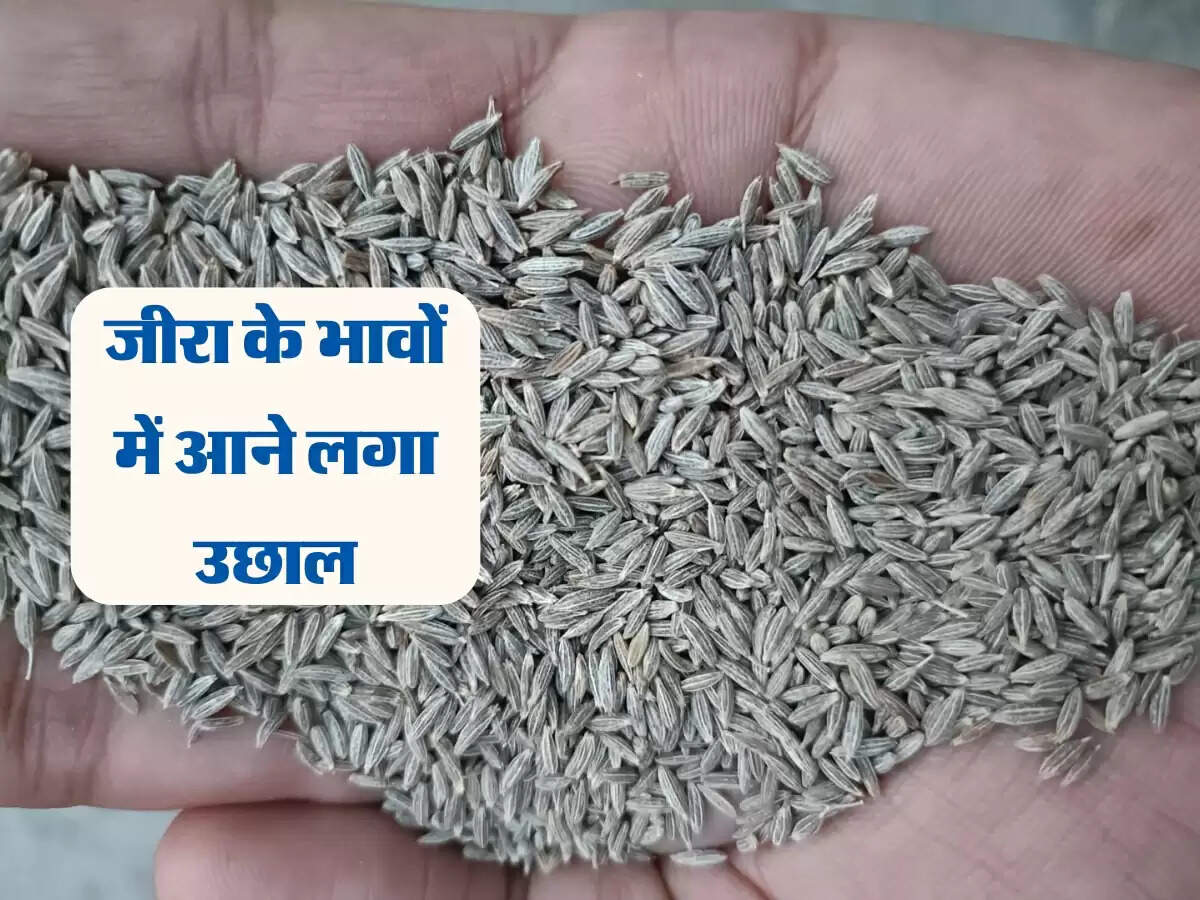 जीरा के भावों में आने लगा उछाल, चालू सीजन में 4.08 लाख टन उत्पादन होने का अनुमान