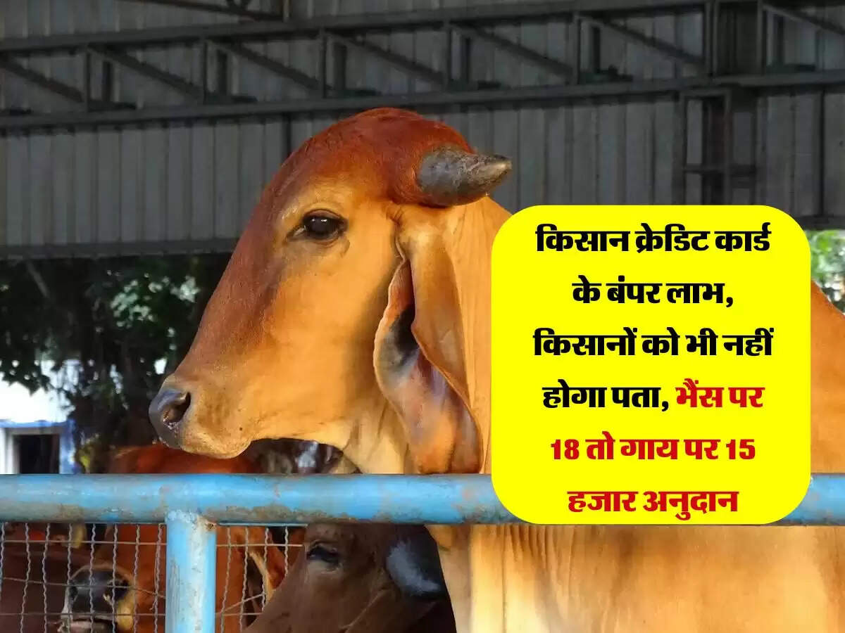 किसान क्रेडिट कार्ड के बंपर लाभ, किसानों को भी नहीं होगा पता, भैंस पर 18 तो गाय पर 15 हजार अनुदान
