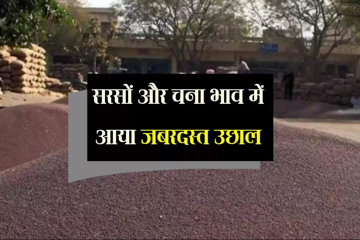 Kota Mandi bhav 19 July 2025: सरसों और चना भाव में आया जबरदस्त उछाल, किसानों के चेहरे पर खुशी