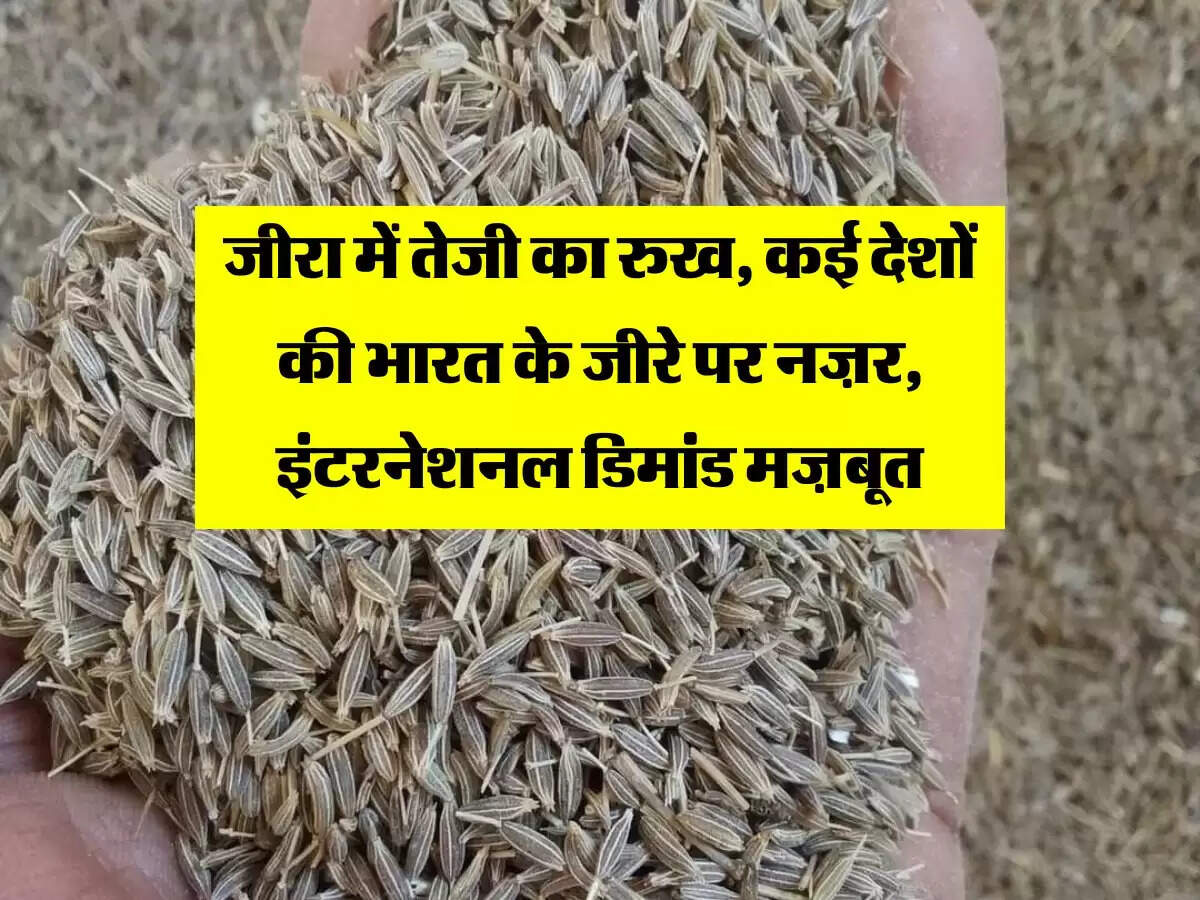 Cumin : जीरा में तेजी का रुख, कई देशों की भारत के जीरे पर नज़र, इंटरनेशनल डिमांड मज़बूत