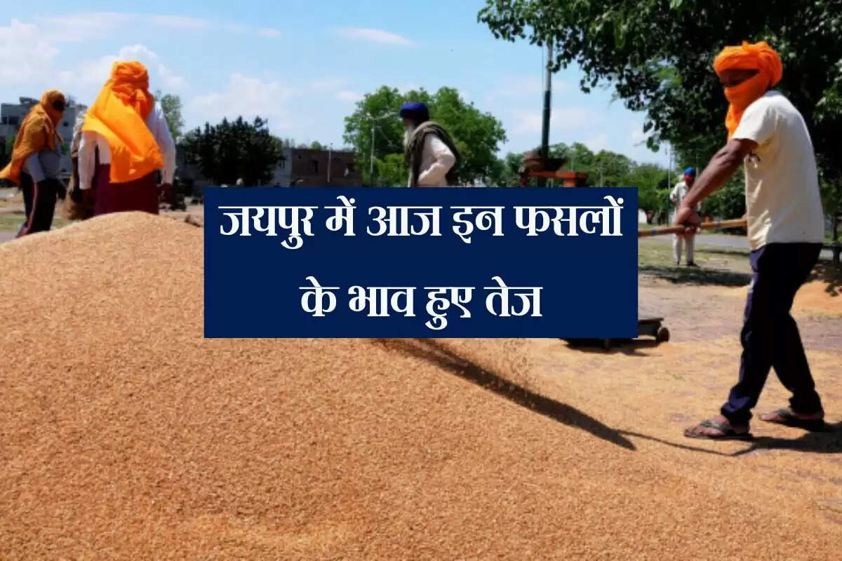 Jaipur Mandi ka bhav: जयपुर में आज ये फसलों के भाव हुए तेज (09 May 2025)