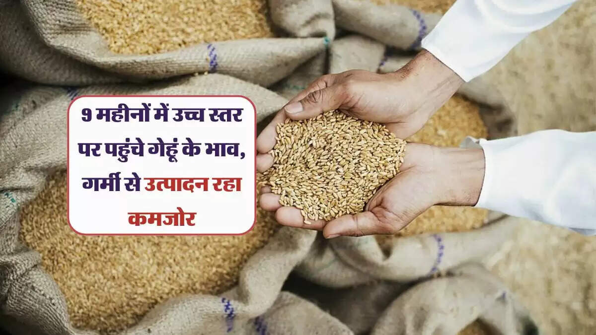 9 महीनों में उच्च स्तर पर पहुंचे गेहूं के भाव, गर्मी से उत्पादन रहा कमजोर