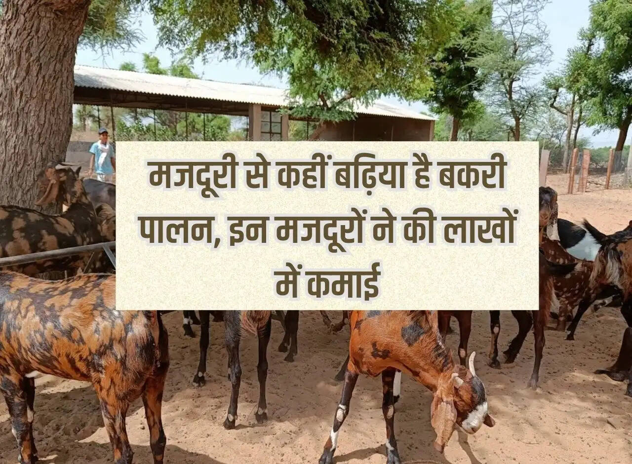 Goat rearing is better than labour, these laborers earned lakhs