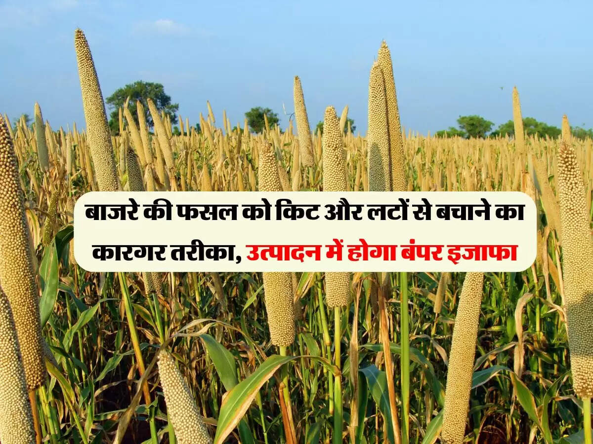 बाजरे की फसल को किट और लटों से बचाने का कारगर तरीका, उत्पादन में होगा बंपर इजाफा