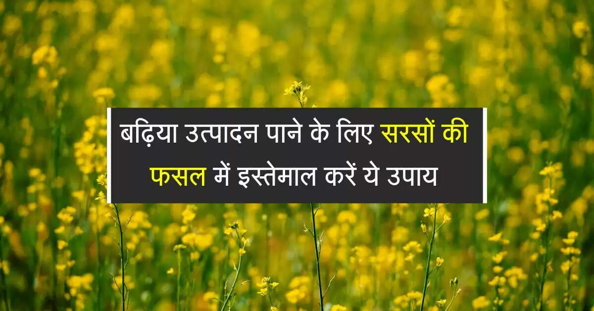 Sarson ki kheti: बढ़िया उत्पादन पाने के लिए सरसों की फसल में इस्तेमाल करें ये उपाय
