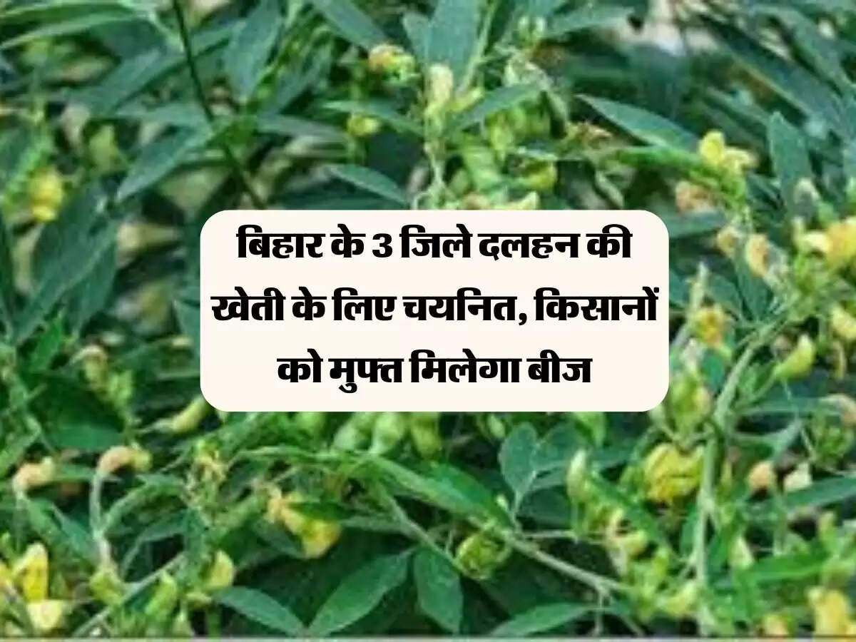 बिहार के 3 जिले दलहन की खेती के लिए चयनित, किसानों को मुफ्त मिलेगा बीज