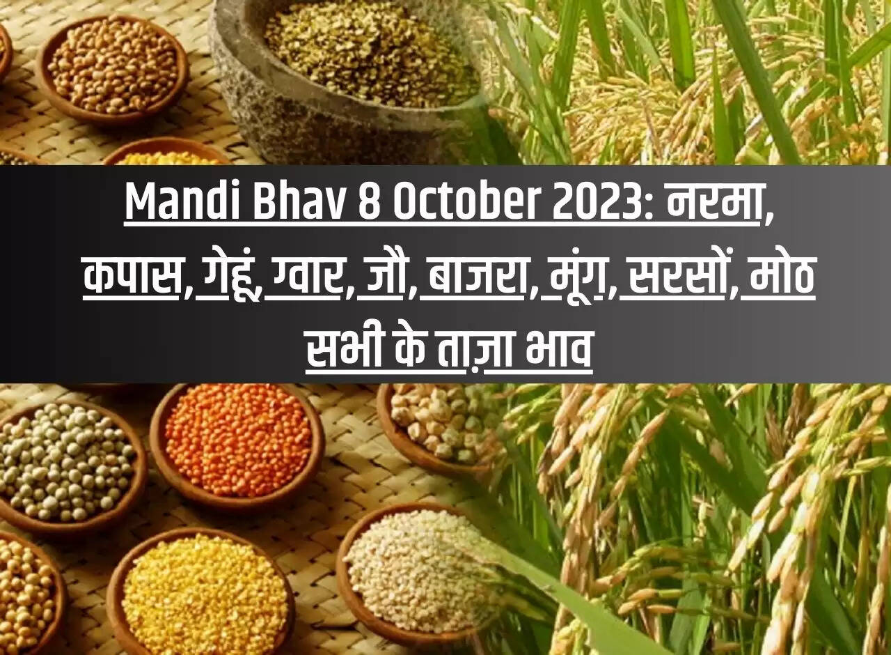 Mandi Bhav 8 October 2023: Latest prices of Narma, Cotton, Wheat, Guar, Barley, Bajra, Moong, Mustard, Moth