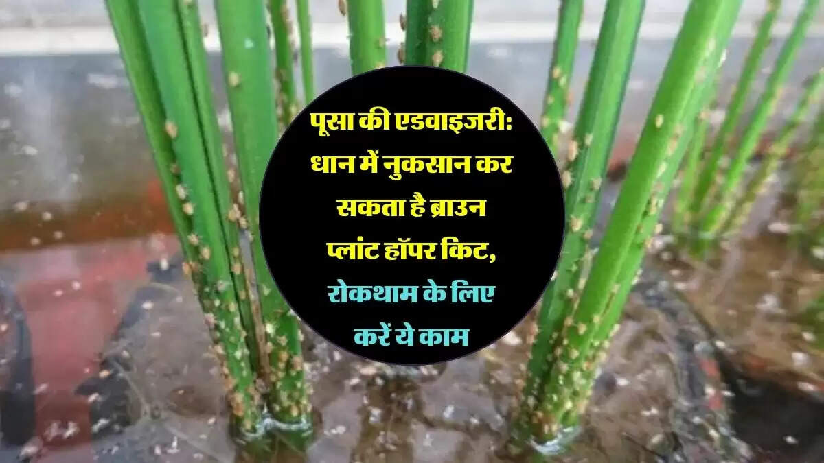 पूसा की एडवाइजरी: धान में नुकसान कर सकता है ब्राउन प्लांट हॉपर किट, रोकथाम के लिए करें ये काम