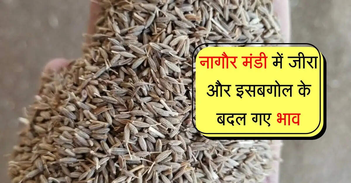 Nagaur Mandi bhav: नागौर मंडी में जीरा और इसबगोल के बदल गए भाव, जानिए सभी कृषि जिंसो के रेट