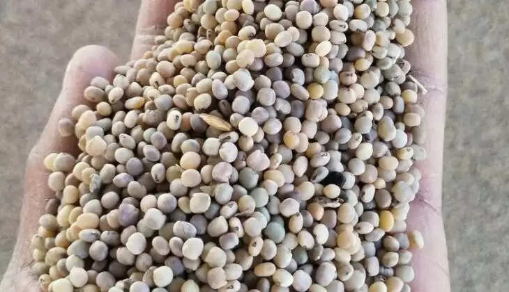 Guar Bhav Rajasthan: ग्वार भाव कई महीनों बाद हुआ 5000 रुपए पार, तेजी आने का कारण जो भी हो, परंतु किसानों को फायदा