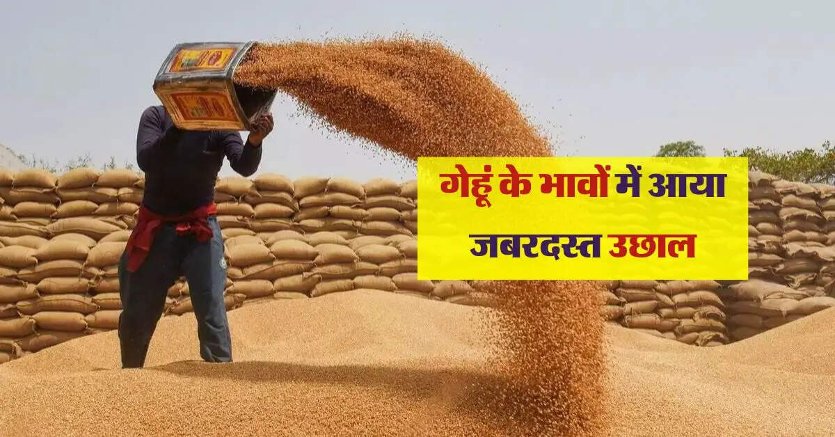 Wheat Bhav: गेहूं के भावों में आया जबरदस्त उछाल, जानिए अभी कितना बढेगा रेट