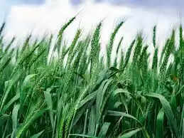 गेहूं की हुई रिकॉर्ड तोड़ बिजाई! 2025-26 रबी सीजन में 23.6 लाख हेक्टेयर से ज्यादा बुवाई 