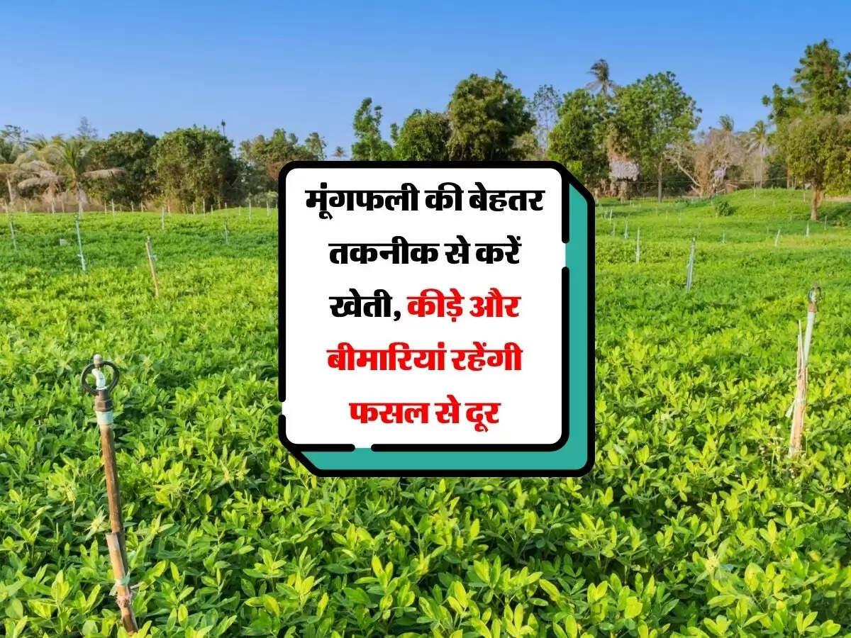 मूंगफली की बेहतर तकनीक से करें खेती, कीड़े और बीमारियां रहेंगी फसल से दूर
