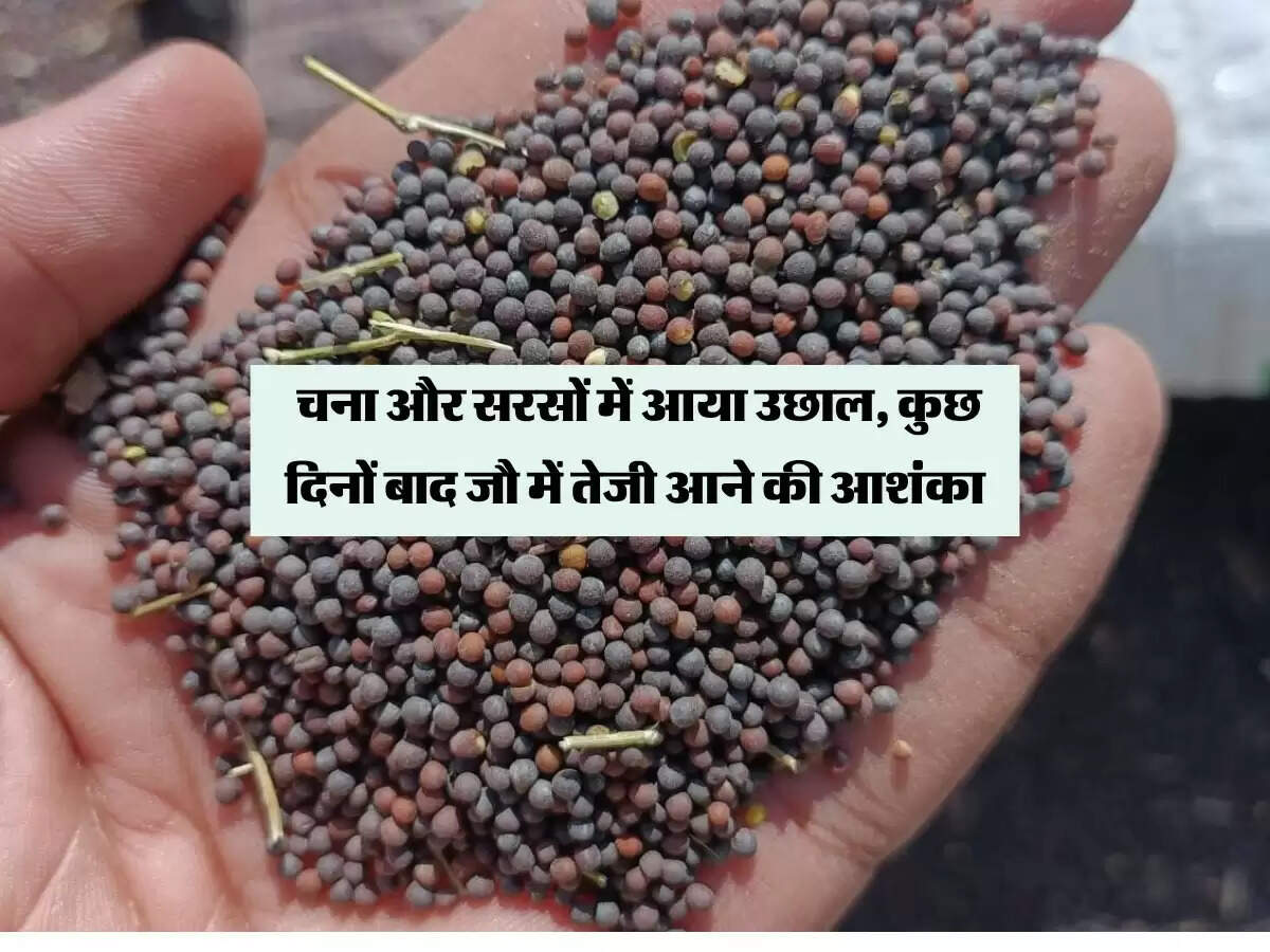 चना और सरसों में आया उछाल, कुछ दिनों बाद जौ में तेजी आने की आशंका