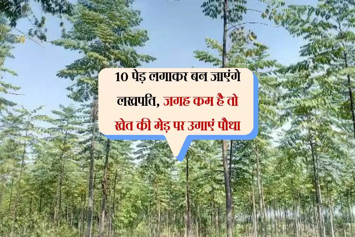 10 पेड़ लगाकर बन जाएंगे लखपति, जगह कम है तो खेत की मेड़ पर उगाएं पौधा