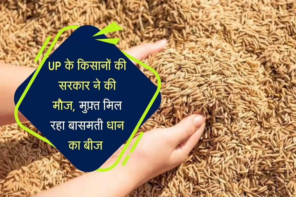 UP के किसानों की सरकार ने की मौज, मुफ़्त मिल रहा बासमती धान का बीज