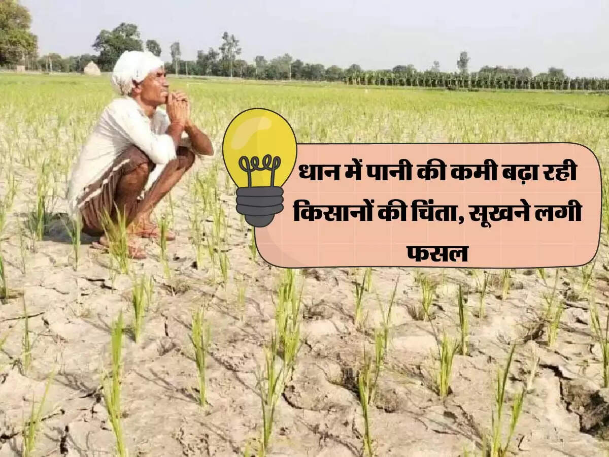 धान में पानी की कमी बढ़ा रही किसानों की चिंता, सूखने लगी फसल