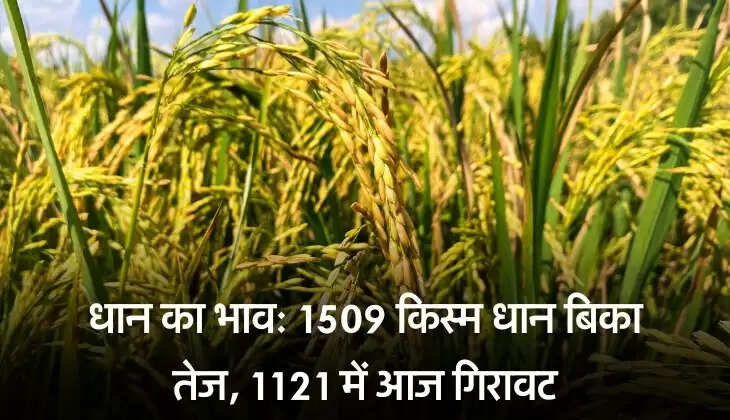 धान का भाव: 1509 किस्म धान बिका तेज, 1121 में आज गिरावट, चेक करिये 1 Dec 2025 मंडी के भाव