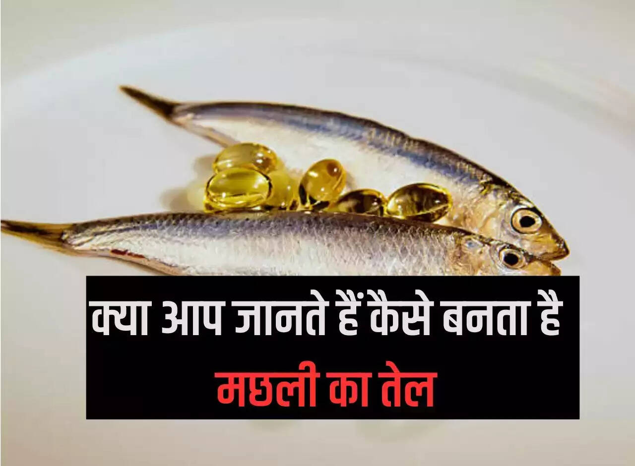 Do you know how fish oil is made, it is considered very beneficial for health.