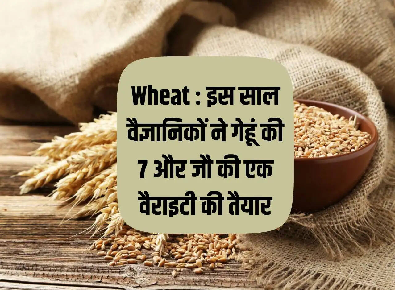 Wheat: This year scientists prepared 7 varieties of wheat and one variety of barley.