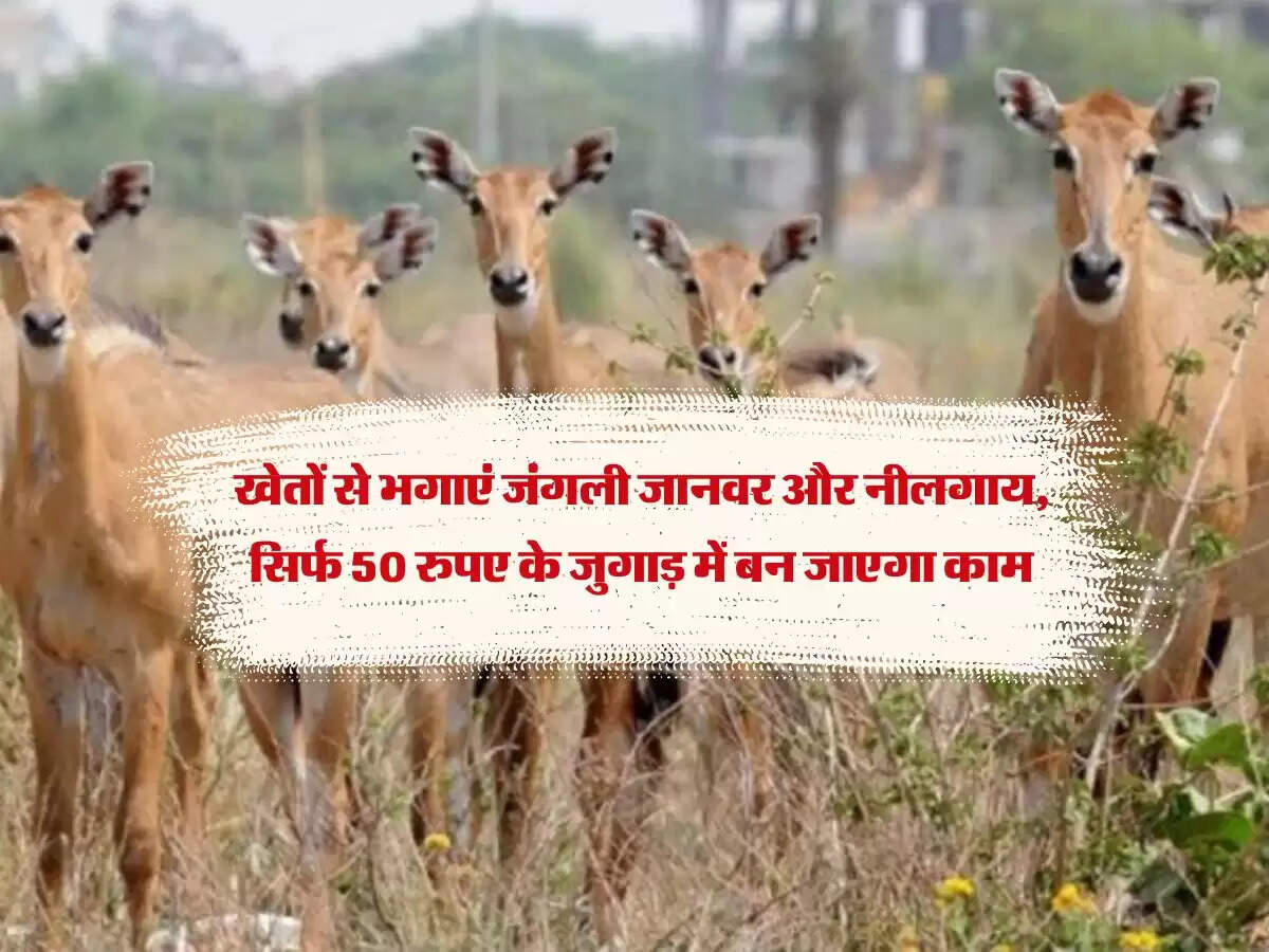 खेतों से भगाएं जंगली जानवर और नीलगाय, सिर्फ 50 रुपए के जुगाड़ में बन जाएगा काम