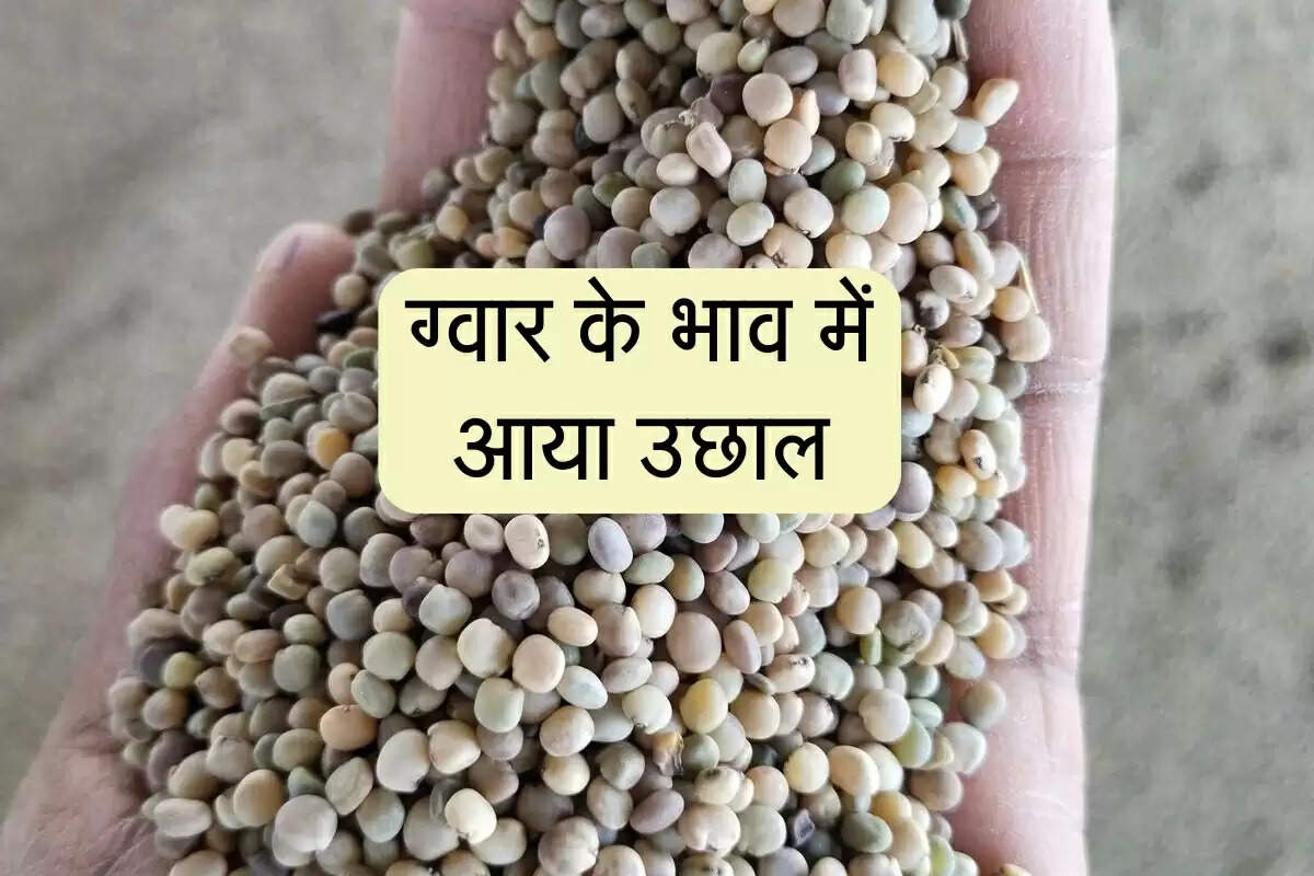 Guar Mandi Bhav: ग्वार के भाव में आया उछाल, कृषि उपज मंडियो में बदल गए रेट