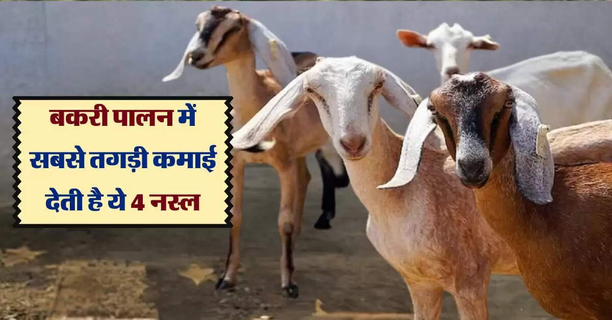 बकरी पालन में सबसे तगड़ी कमाई देती है ये 4 नस्ल, मालामाल कर देगा ये बिजनेस