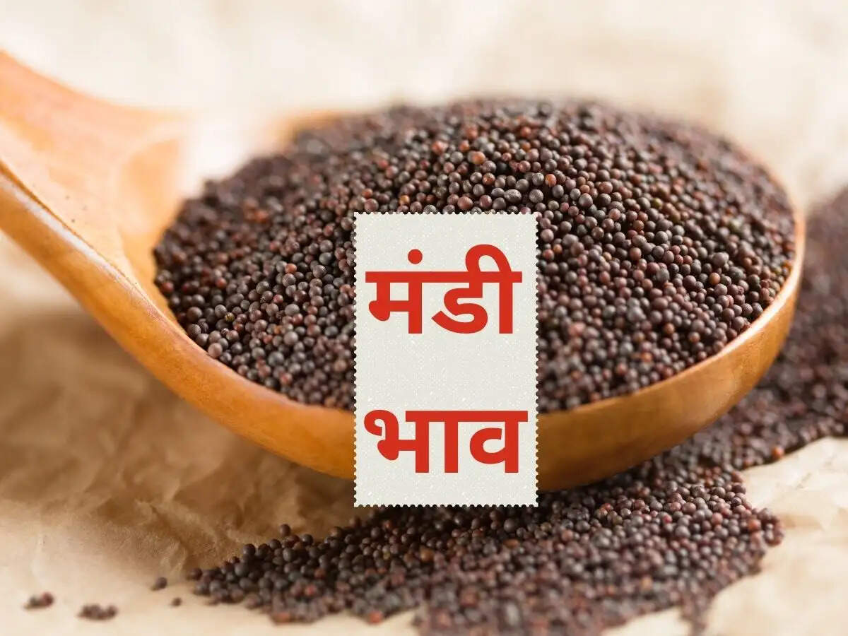  Mandi bhav 28 January 2024: नरमा, कपास, गेहूं, मूंग, चना, मोठ, इत्यादि कृषि उपज भाव