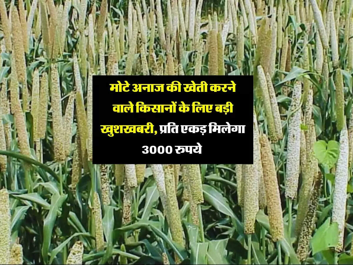 मोटे अनाज की खेती करने वाले किसानों के लिए बड़ी खुशखबरी, प्रति एकड़ मिलेगा 3000 रुपये