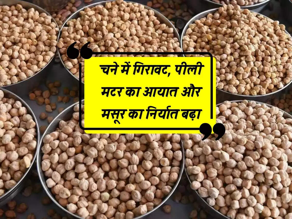 चने में गिरावट, पीली मटर का आयात और मसूर का निर्यात बढ़ा
