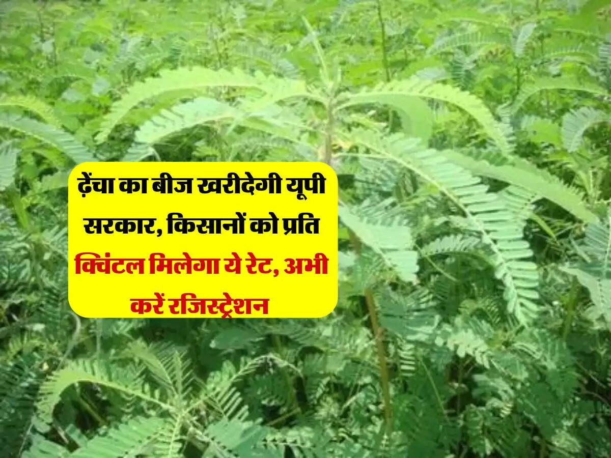 ढ़ेंचा का बीज खरीदेगी यूपी सरकार, किसानों को प्रति क्विंटल मिलेगा ये रेट, अभी करें रजिस्ट्रेशन