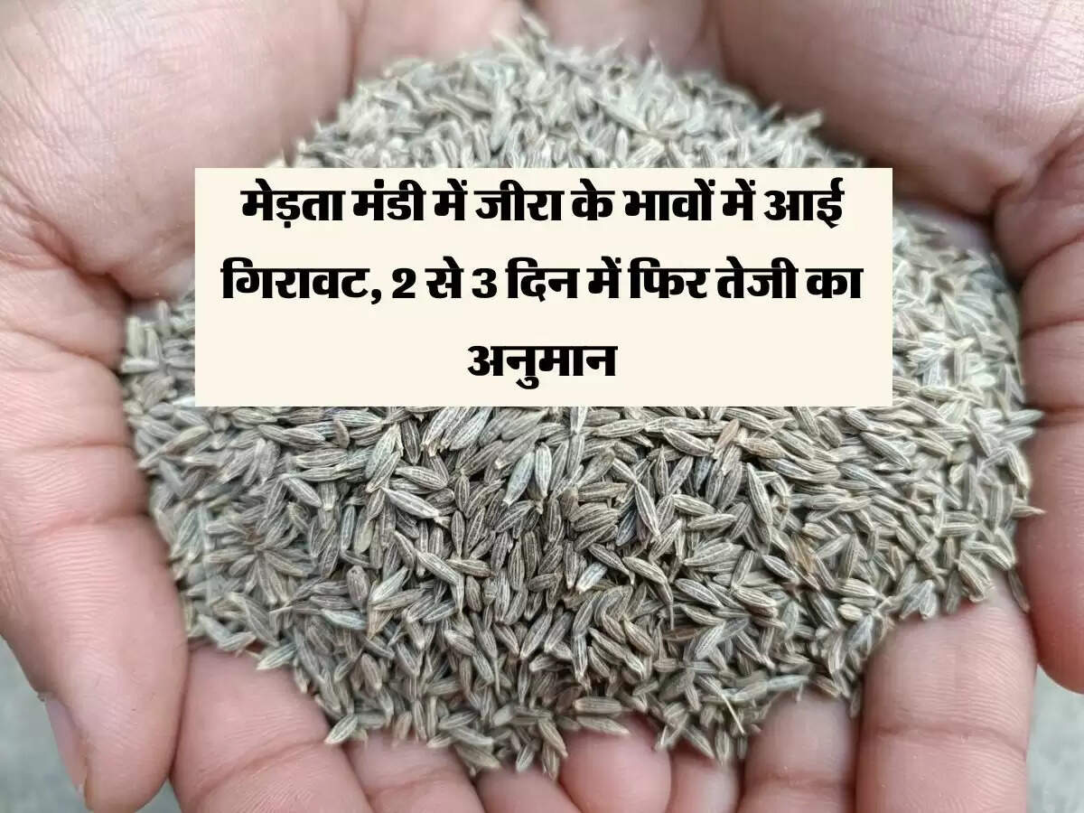 Cumin : मेड़ता मंडी में जीरा के भावों में आई गिरावट, 2 से 3 दिन में फिर तेजी का अनुमान