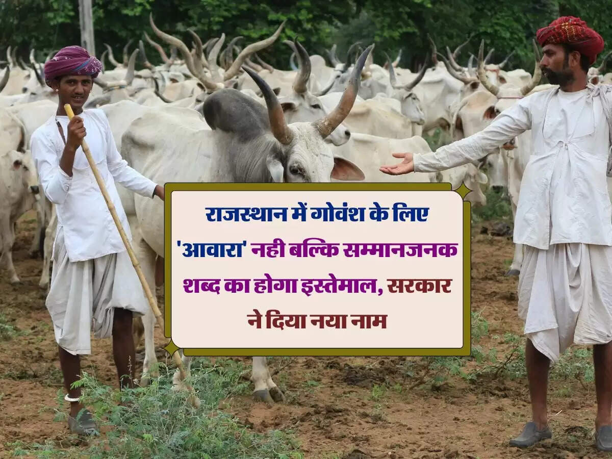 राजस्थान में गोवंश के लिए 'आवारा' नही बल्कि सम्मानजनक शब्द का होगा इस्तेमाल, सरकार ने दिया नया नाम