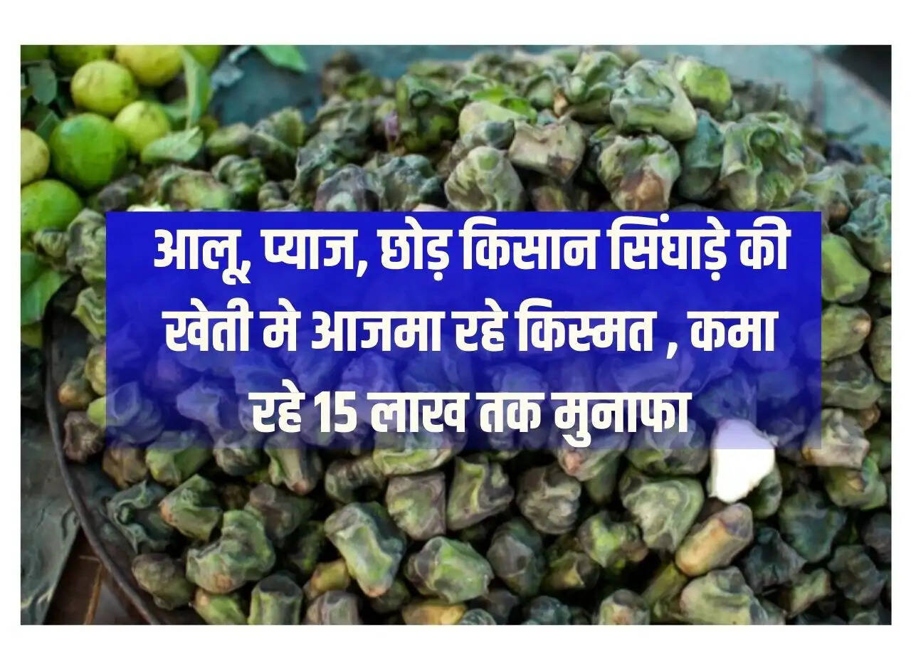 Leaving potatoes and onions, farmers are trying their luck in water chestnut cultivation, earning profits up to Rs 15 lakh.
