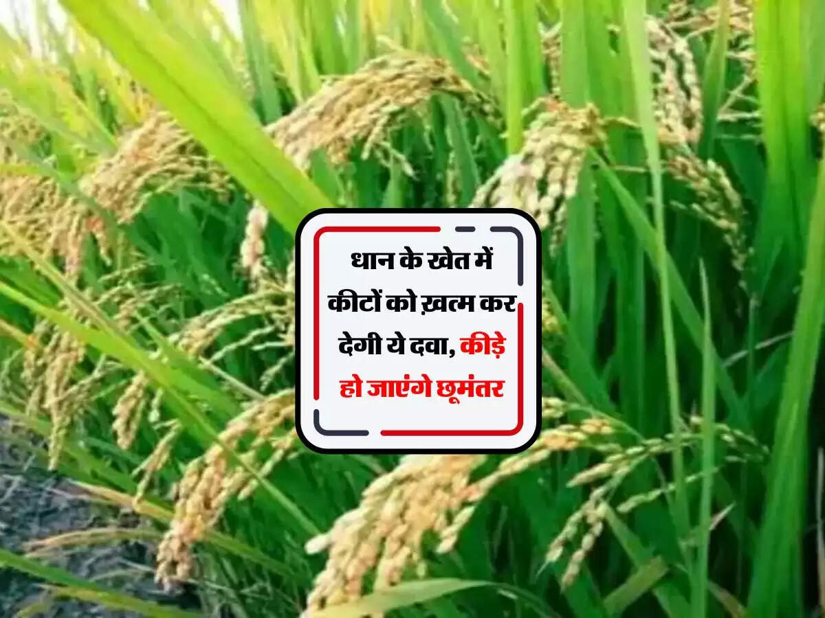 धान के खेत में कीटों को ख़त्म कर देगी ये दवा, कीड़े हो जाएंगे छूमंतर