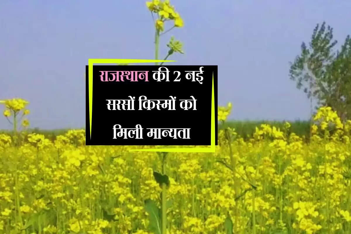राजस्थान की 2 नई सरसों किस्मों को मिली मान्यता, 12 राज्यों के किसान कर सकेंगे बिजाई