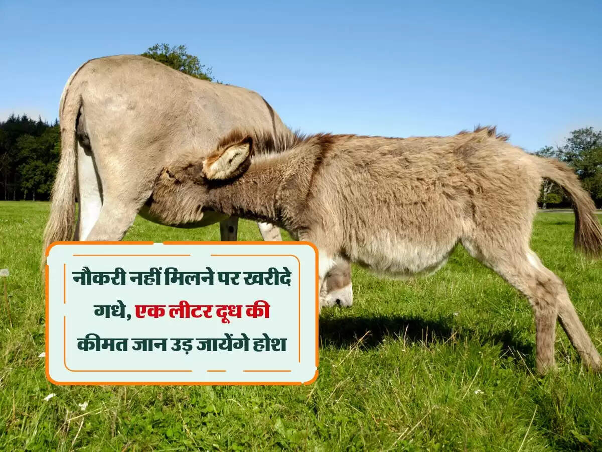 नौकरी नहीं मिलने पर खरीदे गधे, एक लीटर दूध की कीमत जान उड़ जायेंगे होश