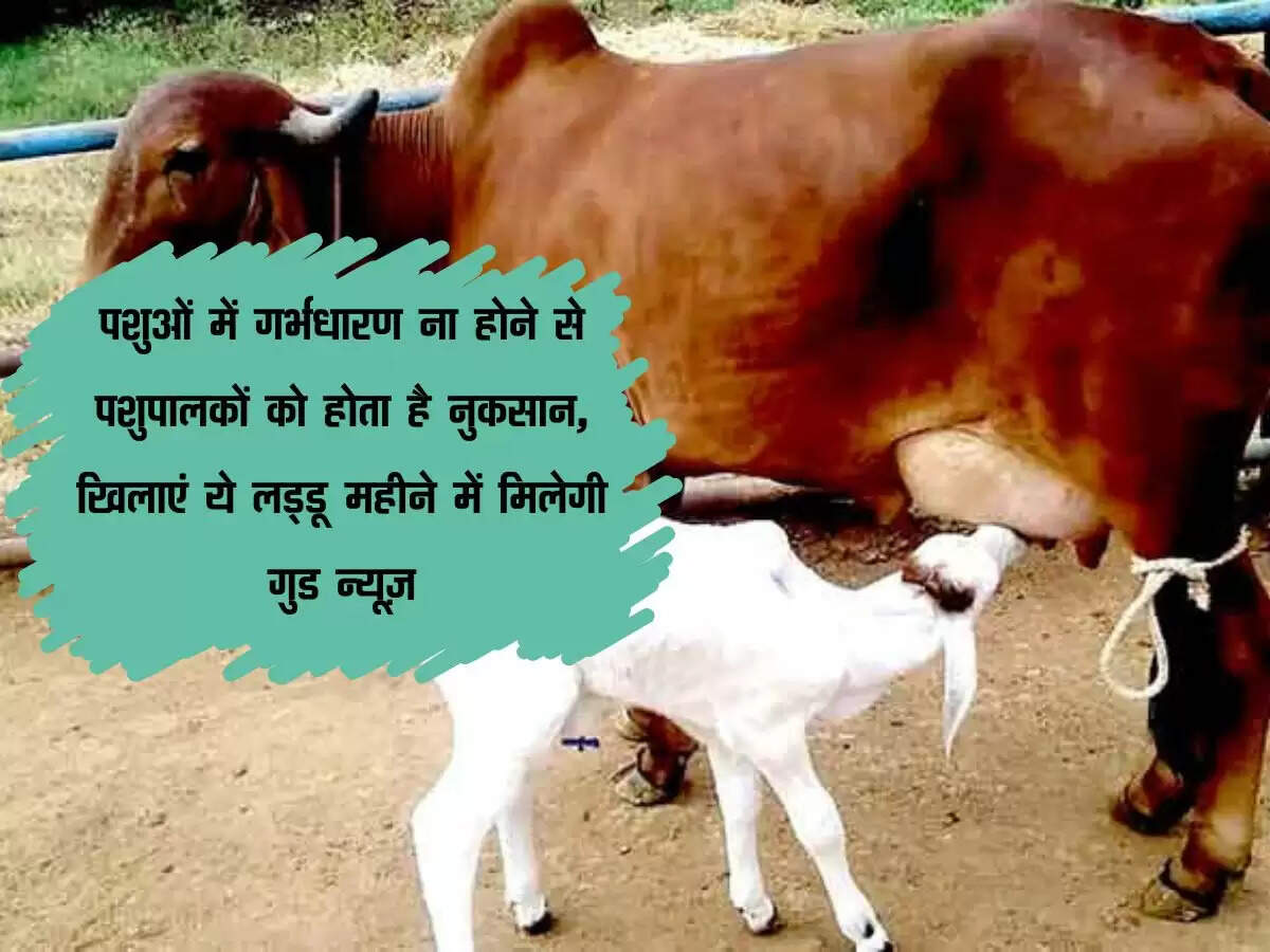 पशुओं में गर्भधारण ना होने से पशुपालकों को होता है नुकसान, खिलाएं ये लड्डू महीने में मिलेगी गुड न्यूज़