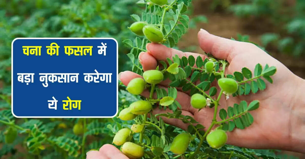 चना की फसल में बड़ा नुकसान करेगा ये रोग, किसान समय रहतें रखें ध्यान