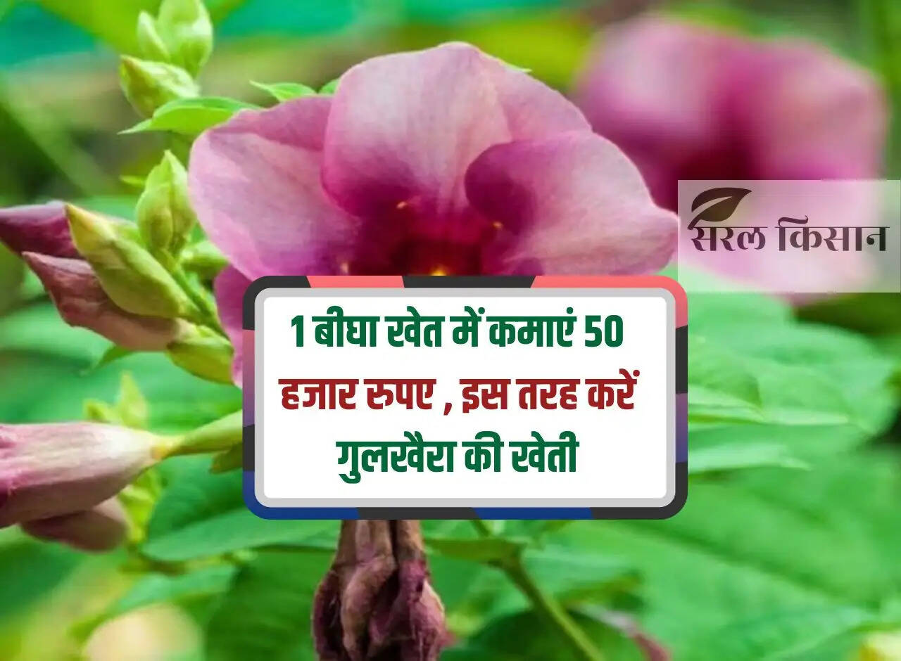 Earn 50 thousand rupees in 1 bigha field, cultivate Gulkhaira in this way