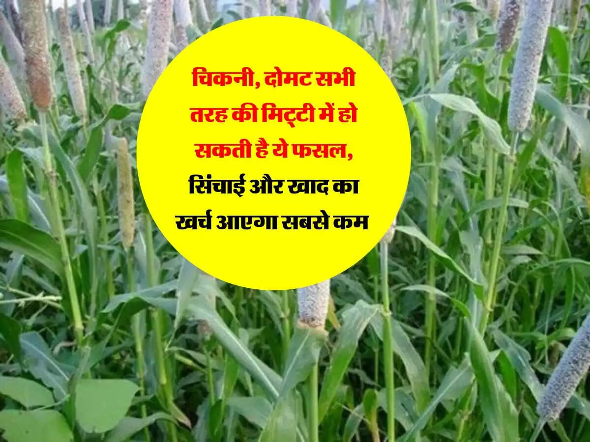 चिकनी, दोमट सभी तरह की मिट्टी में हो सकती है ये फसल, सिंचाई और खाद का खर्च आएगा सबसे कम