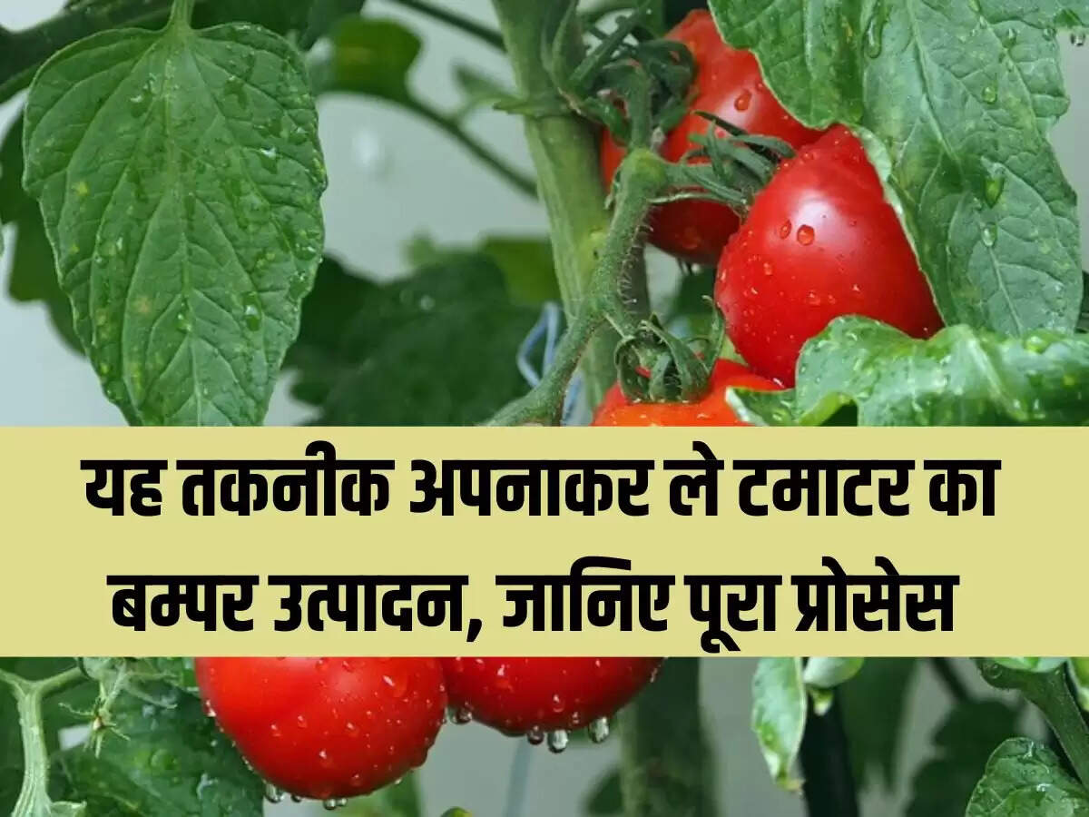 यह तकनीक अपनाकर ले टमाटर का बम्पर उत्पादन, जानिए पूरा प्रोसेस