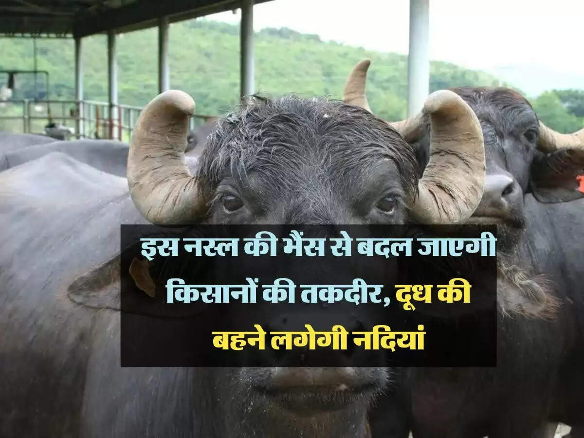 Buffalo Farming: इस नस्ल की भैंस से बदल जाएगी किसानों की तकदीर, दूध की बहने लगेगी नदियां